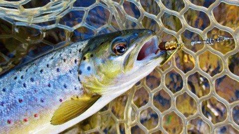 2019 02 26 Close up of brown trout and Mepps Aglia Furia spinner