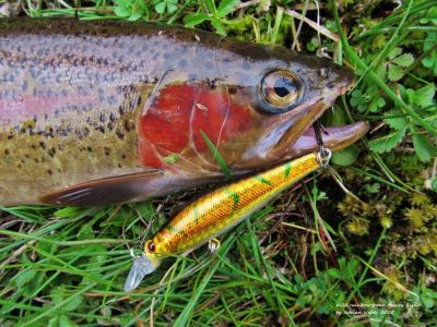 Wild-rainbow-trout-taken-on-Fishingsir-hard-body-lure-Mersey-River