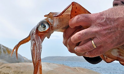 fishing-news-squid