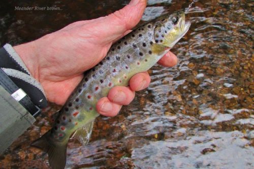 Small Meander River brown 2016 01 15