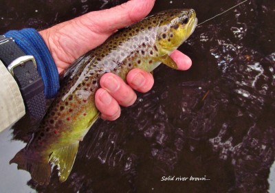 2016 02 25 Solid river brown