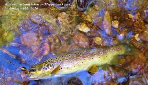 Beautifully coloured wild brown trout