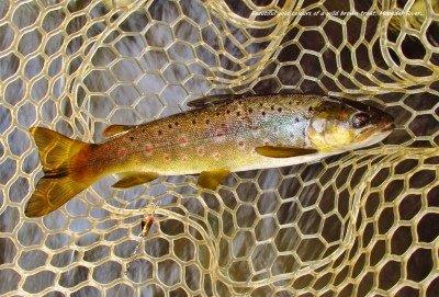 Golden colours Wild brown trout Meander River
