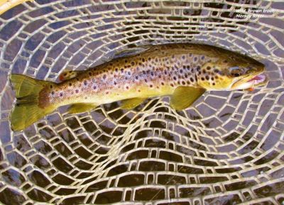 2016 04 07 Trout No 699 for the 2015 16 season Mersey River