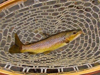 2016 04 29 Solid Mersey River brown trout
