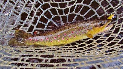 2017 08 24 wild brown trout