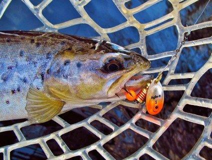 Mepps Agliae catches the first trout of the 2017 18 season