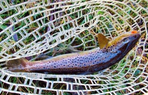Second brown of the 2017 18 trout season