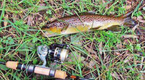 2017 09 22 The best trout of the day