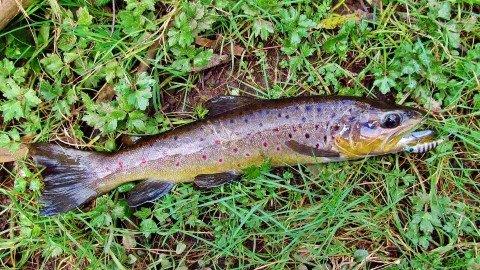 2017 09 22 Wild brown trout b