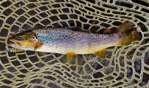 2017 10 24 Mersey River wild brown trout