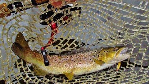 2017 10 24 Quality wild Mersey River brown trout