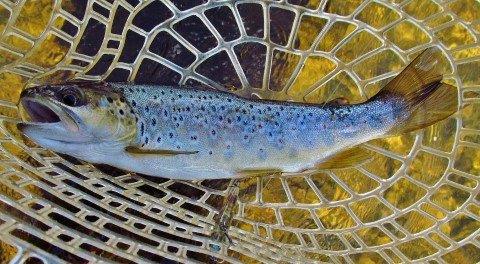 2017 10 25 Last trout of the day