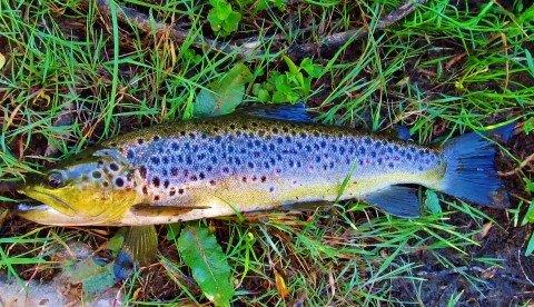 2017 11 08 1 25 kg Mersey River brown trout