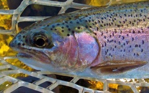2017 11 08 Close up of Mersey River rainbow trout