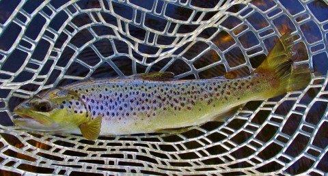 2017 11 08 Mersey River brown trout