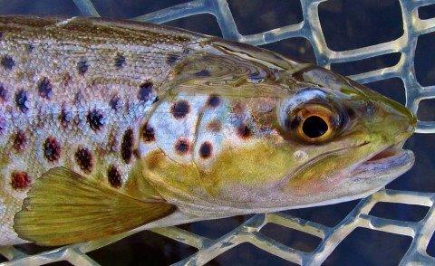 2017 11 28 Close up of wild brown trout Meander River