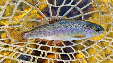 2017 12 25 Small wild rainbow trout