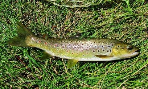 2013 03 07 Meander River trout A