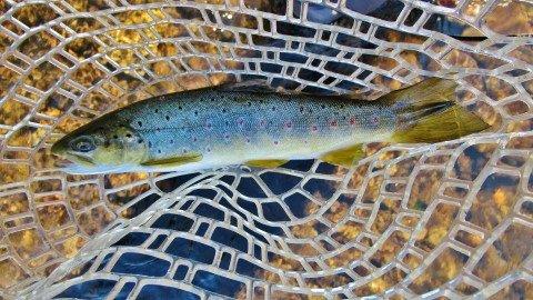 2013 03 07 Meander River trout B