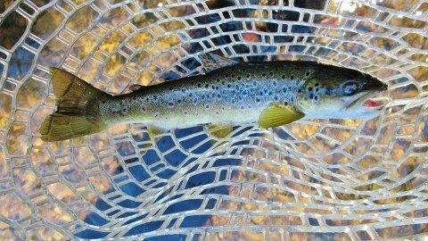 2013 03 07 Meander River trout C