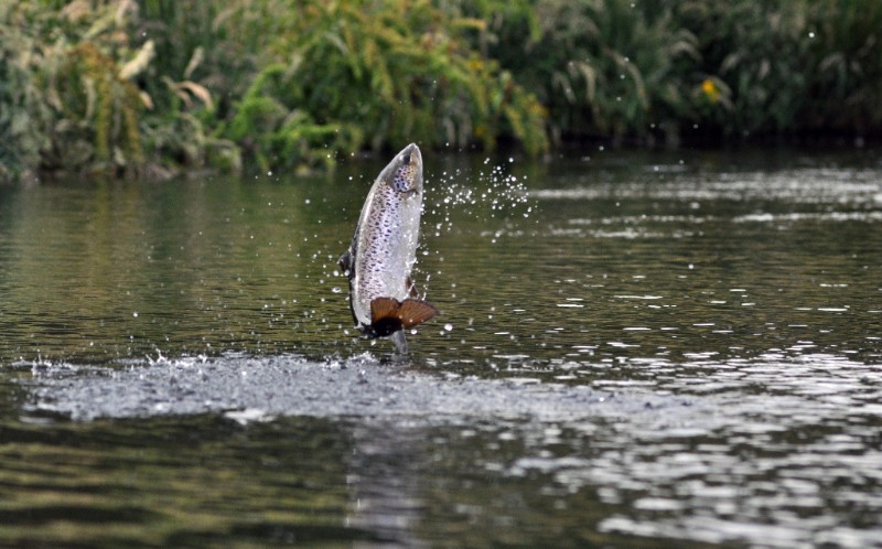 ifs trout jumping
