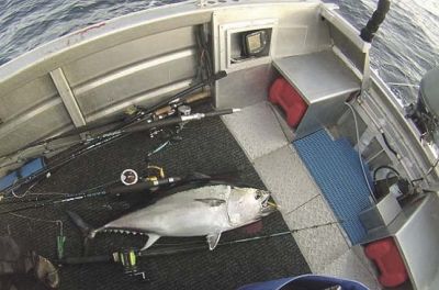 114 tuna organised boat