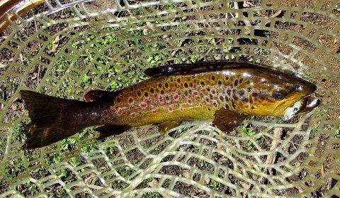 2018 04 03 Wild brown trout 6048