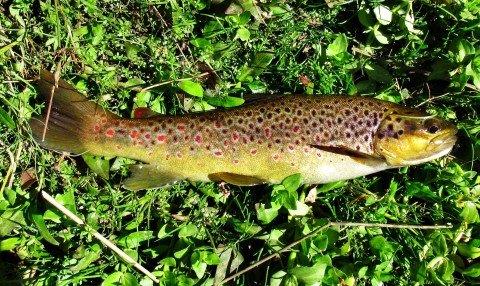 2018 04 03 Wild brown trout 6050