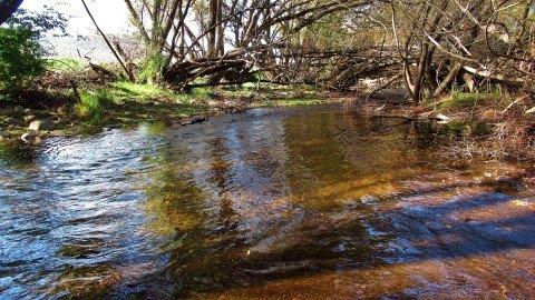 2018 04 07 Back water that gave up a brown trout MerseyRiver