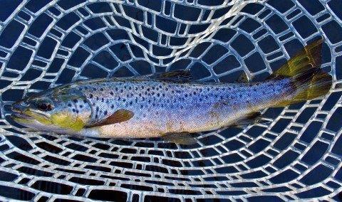 2018 04 09 600th trout for the 2017 18 season
