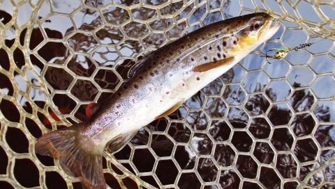 2018 08 13 Trout number 5 6596