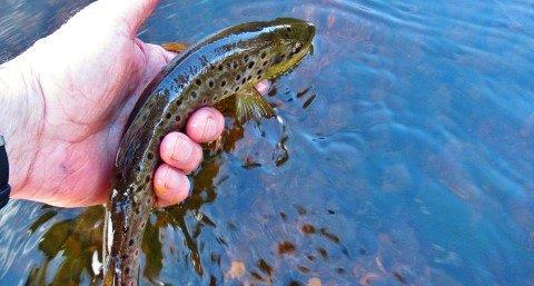 2018 09 05 Trout 10 being released