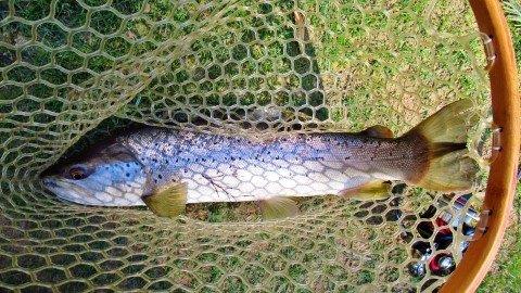 2018 09 21 1 4 kg 3 lb 1oz wild brown trout