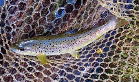 2018 09 21 First trout of the day