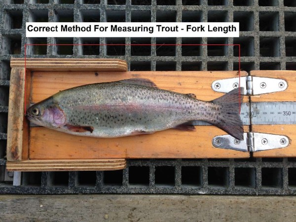 measure trout