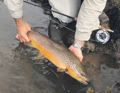 117 western trout release