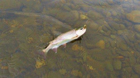 2018 11 17 Rainbow trout falls to the Aglia Furia