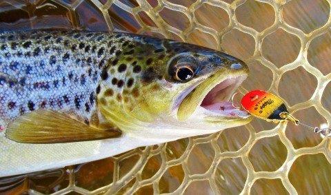 2018 12 05 4 Close up of the first trout caught