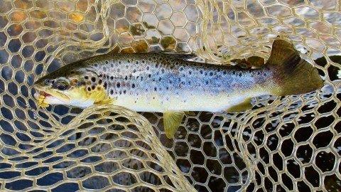 2018 12 05 5 One of a few trout taken in fast water