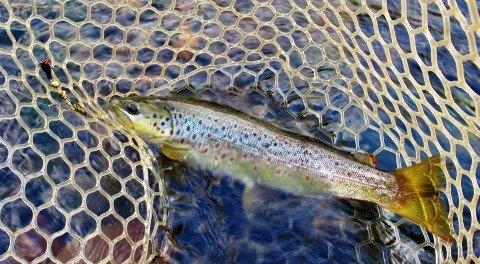 2019 03 21 Aglia Mouche and wild brown trout
