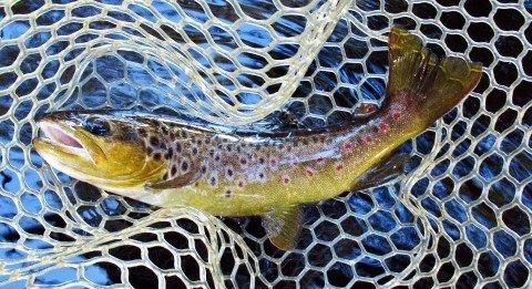 2019 05 10 525gm brown trout