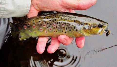 2019 06 03 Small wild brown trout