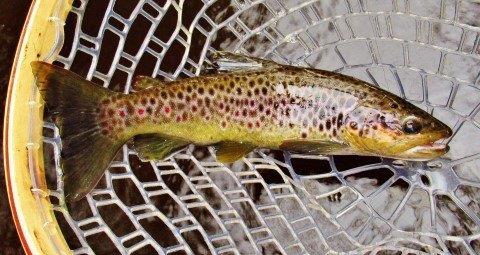 2019 06 13 Nice tannin water wild brown trout
