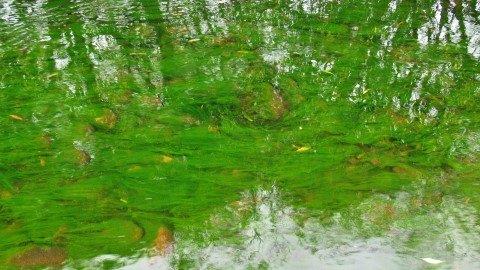2019 06 17 Green algae covers the Meander River bottom