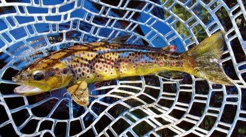 2019 06 27 Some beutiful colours in this wild brown trout