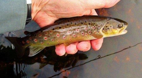 2019 08 13 First trout of the 2919 20 season ready for release