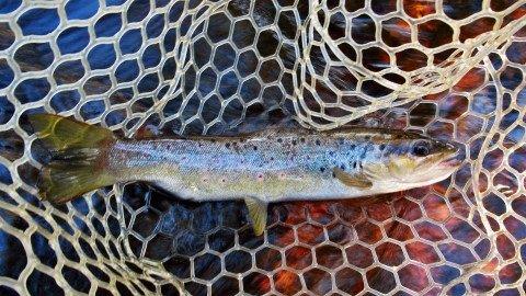 2019 09 07 A better sized trout