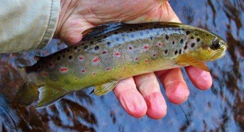 2019 09 08 The last trout of the spin session