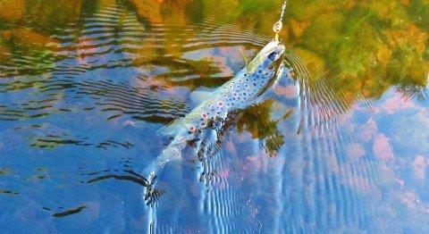 2019 09 29 Second trout falls to the Aglia Fluo